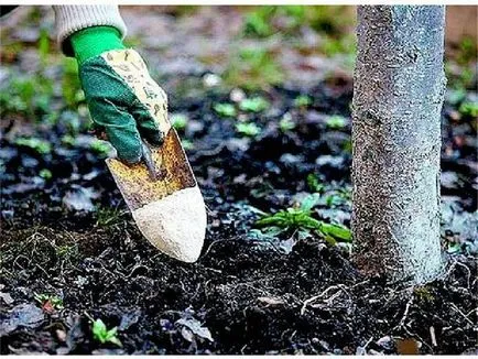 Procesul de primăvară măr împotriva dăunătorilor și bolilor