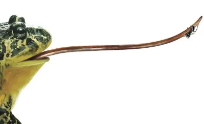 Alimentarea pe broaște în sălbăticie - cu toții! (Frog) Alimentarea pe broaște în sălbăticie - cu toții!