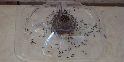 Furnicile otravă și cum să scapi (are sens să folosească) le- Furnicile otravă și cum să scape de ele