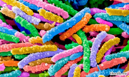 Ciupercile difera de bacterii 2