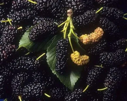 Culoarea coapsei nimfa speriat diferă de culoarea flăcările iadului, sau care sunt culorile