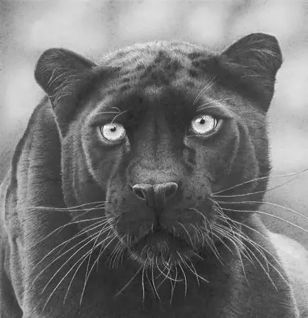 Prin lentila unui desene alb-negru animale (desene alb-negru de păsări) Prin lentilele unei desene alb-negru de animale