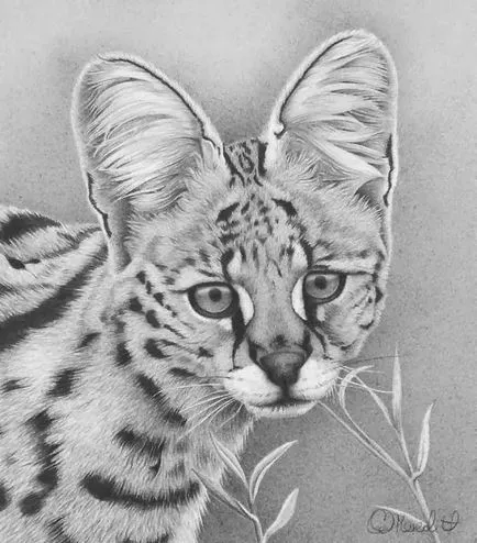 Prin lentila unui desene alb-negru animale (desene alb-negru de păsări) Prin lentilele unei desene alb-negru de animale