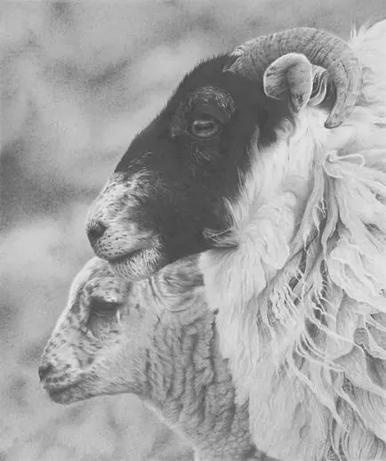 Prin lentila unui desene alb-negru animale (desene alb-negru de păsări) Prin lentilele unei desene alb-negru de animale