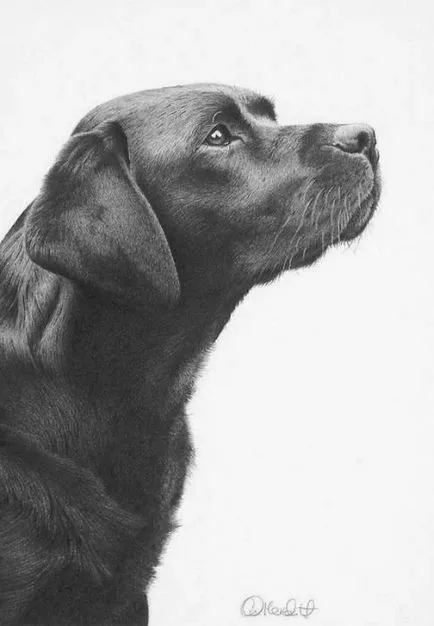 Prin lentila unui desene alb-negru animale (desene) Prin lentilele unei desene alb-negru de animale
