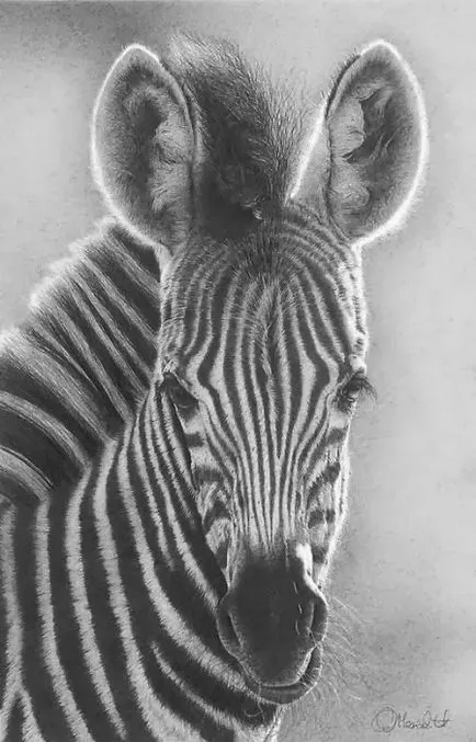 Prin lentila unui desene alb-negru animale (desene alb-negru de păsări) Prin lentilele unei desene alb-negru de animale