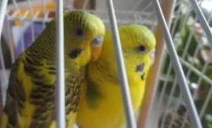 Tweet perus