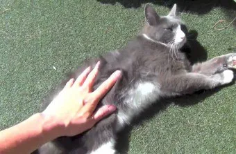 Ce se întâmplă dacă pisica musca pentru animale de companie la sânge, și o parte umflate