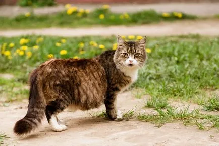 Ce se poate face în cazul în care un chef pisica