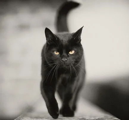 pisică neagră pentru animale de companie dragut sau un semn de probleme ca dreptul (negru) Negru pisică pentru animale de companie dragut sau un semn de probleme cum să