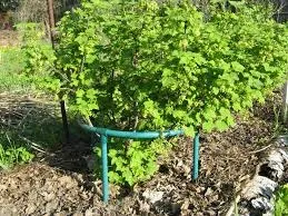 Ce poate fi pus lângă un coacăz negru și roșu (Cassis) Ce poate fi pus lângă un coacaze negru și roșu