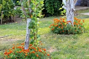 Ce poate fi pus sub măr, planta magică (plantă) Ce poate fi pus sub o plante magice de măr