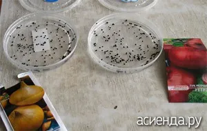 Ce și cum să planteze mai
