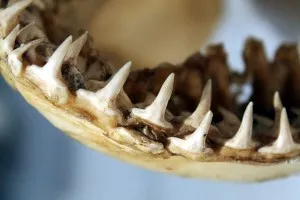 Ceea ce a fost numit o limbă de piatră limba șarpe șarpe corn (șarpele) Ceea ce a fost numit o limbă de piatră limba șarpe șarpe corn