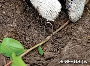 Ce și cum să planteze mai