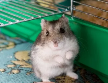 Jungar hamsteri care mananca la domiciliu (acasa) hamsteri Jungar care mananca la domiciliu