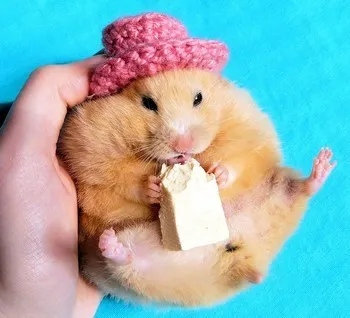 Jungar hamsteri care mananca la domiciliu (Jungar) hamsteri Jungar care mananca la domiciliu