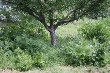 Ce poate fi pus sub un măr în grădină (puteți planta un măr) Ce poate fi pus sub un măr în grădină