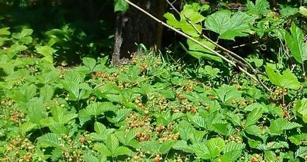 Ce poate fi pus lângă un coacăze negre și roșii (plante) Ce poate fi pus lângă un coacaze negru și roșu