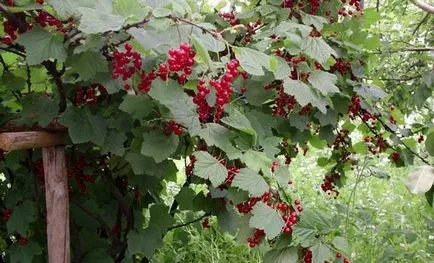 Ce poate fi pus lângă un coacăz negru și roșu (Cassis) Ce poate fi pus lângă un coacaze negru și roșu