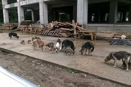 Ce să fac atunci când un atac de câine (do) Ce să fac atunci când un atac de câine
