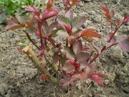 Ce trebuie să știți despre trandafiri plantare, răsaduri să prindă rădăcini în grădină