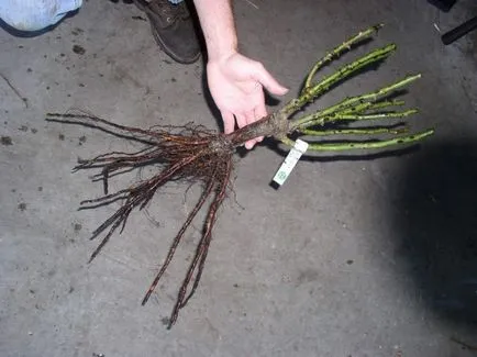 Ce trebuie să știți despre trandafiri plantare, răsaduri să prindă rădăcini în grădină