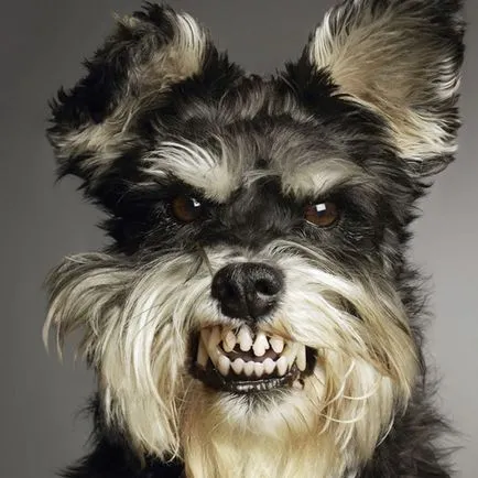 Ce să fac atunci când un atac de câine (merge astfel la atac) Ce să fac atunci când un atac de câine