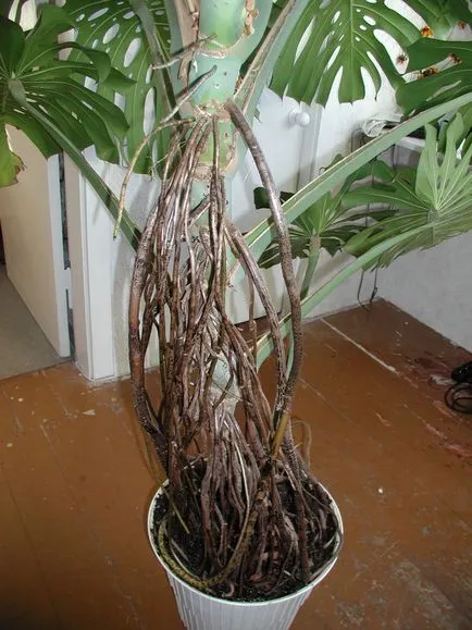 Ce se poate face cu rădăcini aeriene Monstera (Monstera) Ce se poate face cu rădăcini aeriene Monstera