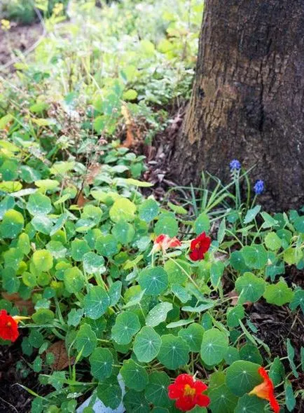 Ce poate fi pus sub un măr în grădină (care poate fi pus sub un copac măr să-l planteze sub merii din grădină, care poate fi pus sub un măr cu legume) Ce poate fi pus sub un măr în grădină