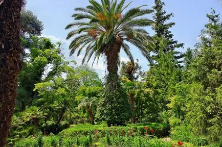 Ce să vezi în Abhazia, unde să meargă într-o excursie, fotografii