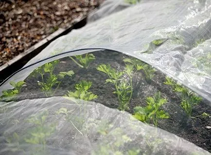 Ceea ce pentru a planta în luna mai, sa dus la grădina! (Plant) Ceea ce pentru a planta în luna mai, sa dus la grădina!