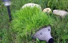 Flowerbeds de sticle din plastic exemple ornamente (ornamente) Paturi din plastic sticle Exemple decorațiuni