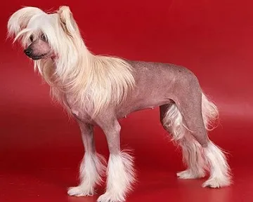 câine chinezesc cu creastă, zona de confort