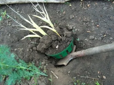 Atunci când sapa bulbi de lalele după înflorire și cum să le stoca până la plantare de toamnă (după) Atunci când dezgroparea bulbi de lalele după înflorire și cum să le stoca până la plantare în toamna