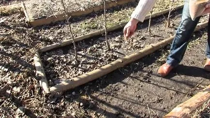 plantare trifoi și îngrijire