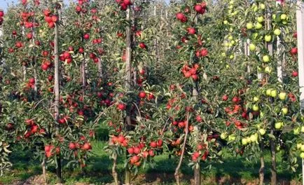 mere sfaturi generale colonari de plantare și îngrijire (general) mere sfaturi generale colonari de plantare și îngrijire