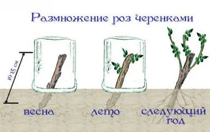 Atunci când pentru a planta trandafiri în teren deschis posibil, în primăvară, tehnologia de plantare, follow-up de ingrijire, fotografie,