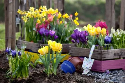 Răzor de flori în țară cu propriile lor mâini (57 poze) produse de flori special suburbane din anvelope, fotografie și (pat) Răzor de flori în țară cu propriile lor mâini (57 poze) produse de flori special suburbane din anvelope, și fotografii