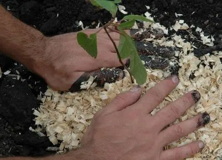 magnolie chineză de viță de vie - cultivare și întreținere, de plantare, de reproducție