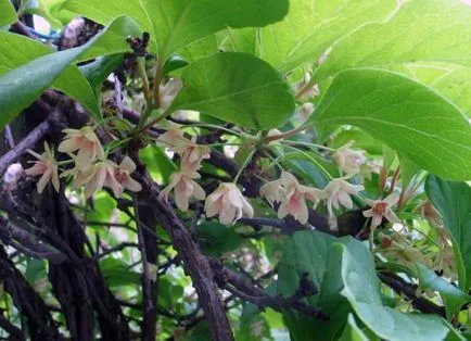 magnolie chineză de viță de vie - cultivare și întreținere, de plantare, de reproducție