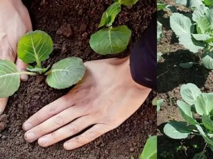 Când și cum să planteze răsaduri de varză în teren deschis