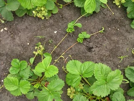 Căpșuni și diferențe majore de căpșuni și ceea ce este diferența, descrierea și fotografii, secretele tehnicilor agricole de succes