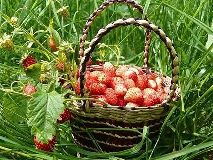 Căpșunile - istoricul apariției sale (aspect) Căpșunile - istoricul apariției sale