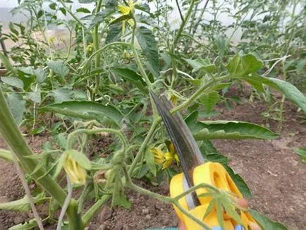 Când alege frunze de tomate într-un câmp cu efect de seră și deschis