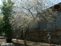 Ce este moliile hermină și cum să-l lupta, întrebare-răspuns, AMF Irkutsk (hermină) Ce este moliile hermină și cum să-l lupta, întrebare-răspuns, Irkutsk AMF