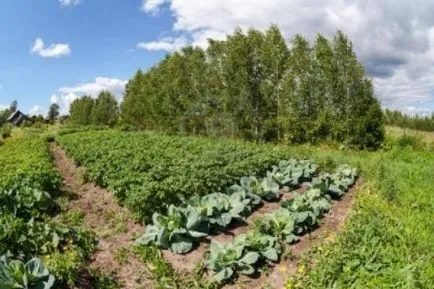 Care este perioada de vegetație