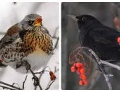 Ce fel de pasăre este aceasta Nightingale fotografii și caracteristici