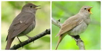 Ce fel de pasăre este aceasta Nightingale fotografii și caracteristici