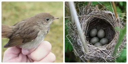Ce fel de pasăre este aceasta Nightingale fotografii și caracteristici